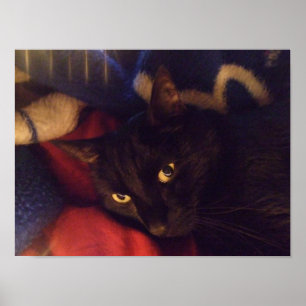 Poster considerável do gato preto