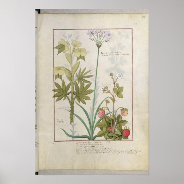 Póster Consiligo, Burreed e Strawberry (Frente)