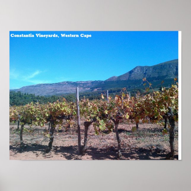 Poster Constantia Vineyards, Cabo Ocidental (Frente)