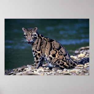 Póster Contato nublado do Leopardo-olho