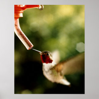 Poster Conto do Hummingbird