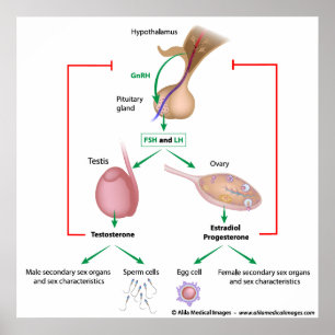 Póster Controlo hormonal da puberdade em rapazes e rapari