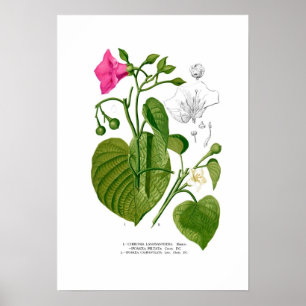 Póster Convolvulaceae spp