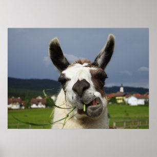 Póster Coolest Llama