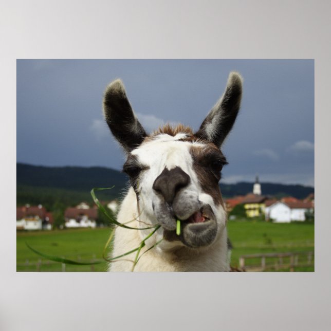 Póster Coolest Llama (Frente)