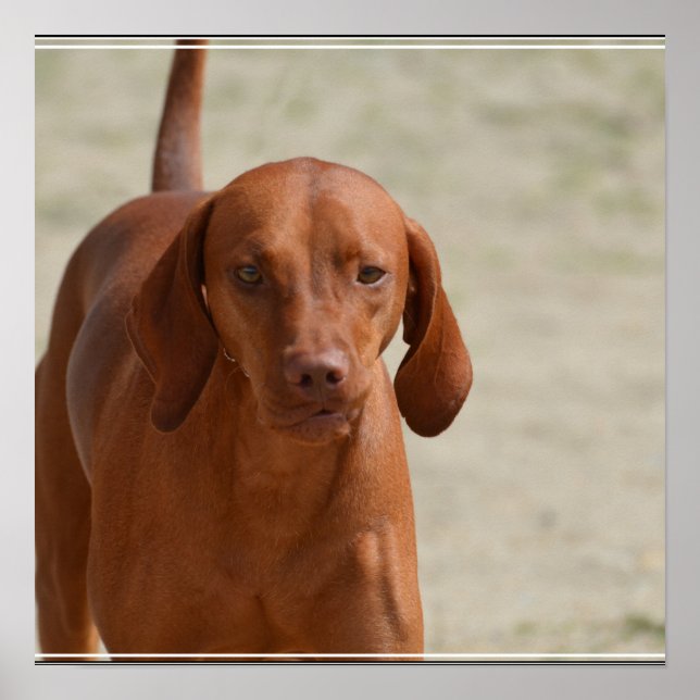 Poster Coonhound (Frente)