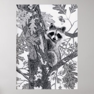 Poster Coonie
