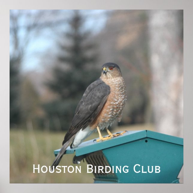 Poster Coopers Hawk (Frente)