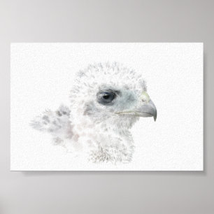 Póster Coopers Hawk Pintinho