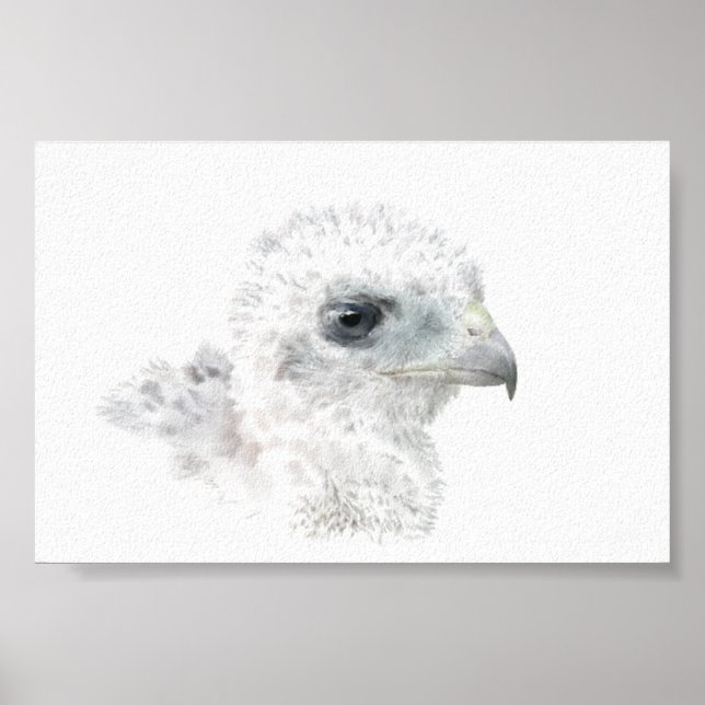 Póster Coopers Hawk Pintinho (Frente)