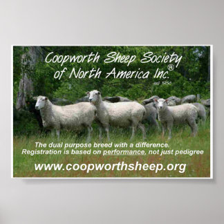 Póster Coopworth Sheep
