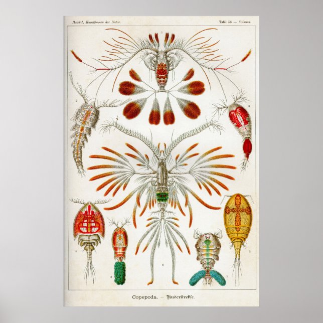 Póster Copepoda (crustáceos) (Frente)