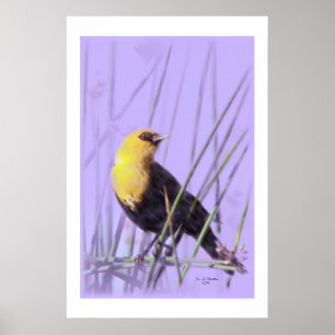Poster Cópia Amarelo-Dirigida do melro…