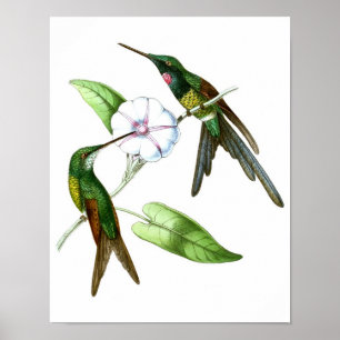 Póster Cópia antiga da história natural do colibri No.4