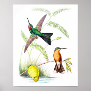 Poster Cópia antiga da história natural do colibri No.5
