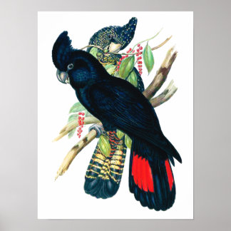 Poster Coquatoos Pretos (Banksian).