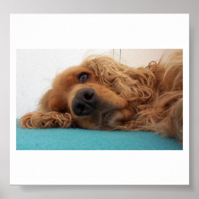 Póster coquetel inglês vermelho spaniel 2.png (Frente)