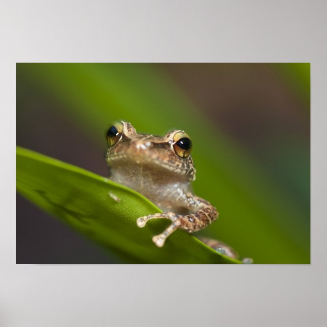Póster Coqui-comum, Eleutherodactylus coqui (Frente)