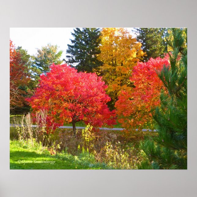 POSTER COR "AUTUMN DELIGHT"/QUEDA NA TOLEDO BOTÂNICA (Frente)