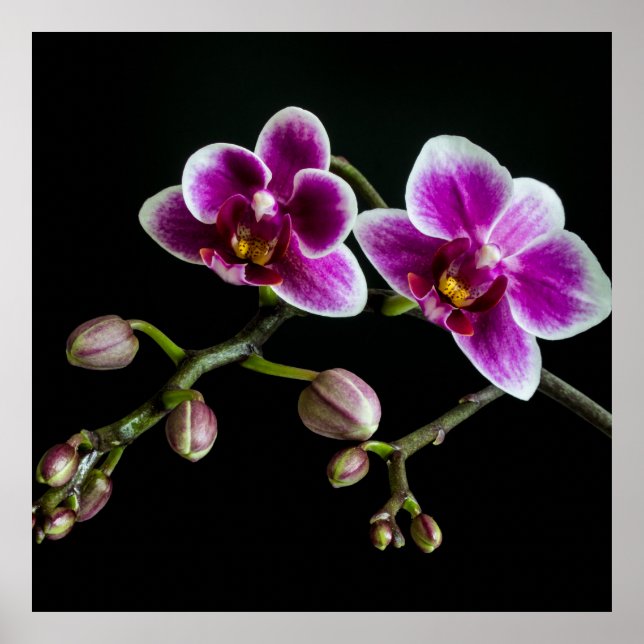 Poster Cor branca rosa-orquídea em preto pálido e suave (Frente)