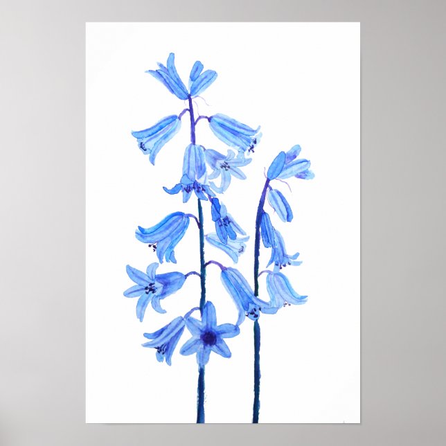 Poster Cor da água da flor de campainhas botânicas (Frente)