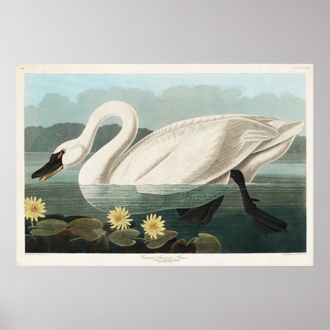 Poster Cor da Água do Swan Branco (Frente)