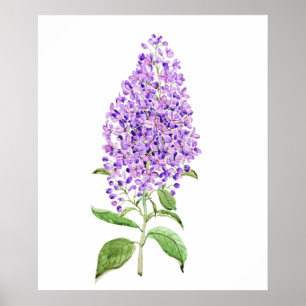 Poster cor d'água da flor lilás púrpura