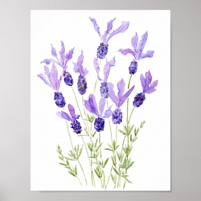 Poster cor d'água da lavanda francesa roxa (Frente)