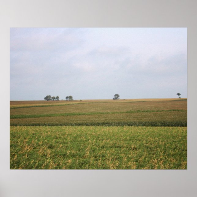 Poster Cor de Paisagem de Cornfield Centro-Oeste 16x20 (Frente)