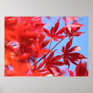 Poster Cor de queda da camada arborista: Folhas de Mapeam