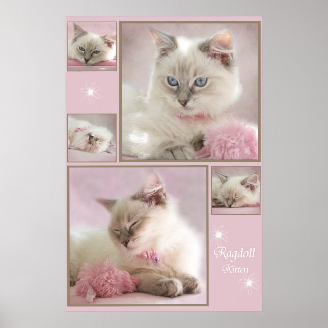 poster cor-de-rosa (Frente)