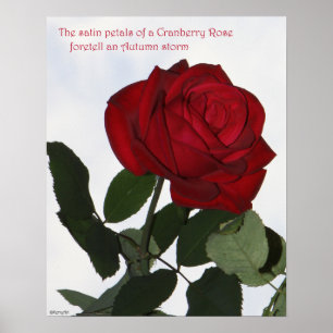 Poster cor-de-rosa 16x20 do arando COR-DE-ROSA &