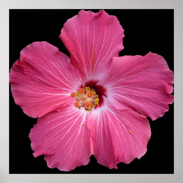Poster cor-de-rosa 24 x 24 (Frente)