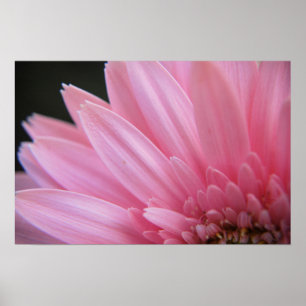 Poster cor-de-rosa da pétala
