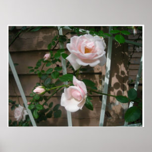 Poster cor-de-rosa das pétalas