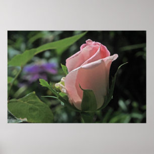 Poster cor-de-rosa do botão do sonho da noiva