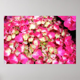 Poster cor-de-rosa do buquê do Hydrangea, S Cyr