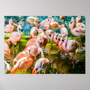 Poster cor-de-rosa do flamingo