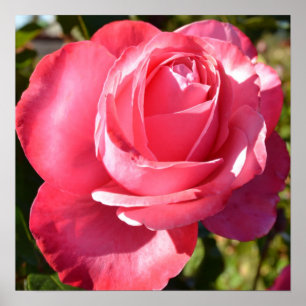 Poster cor-de-rosa do outono cor-de-rosa bonito