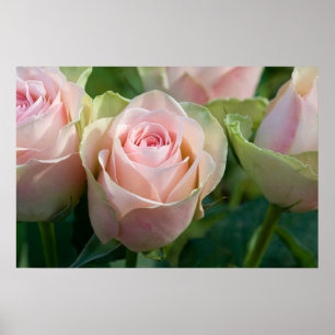 Poster cor-de-rosa dos rosas