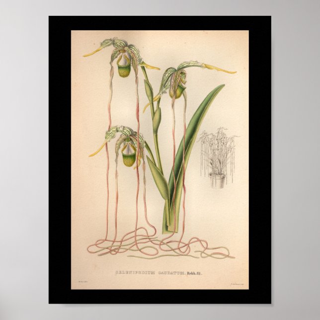 Póster Cor-de-rosa-Impressão do ventilador orquídeo 1860 (Frente)