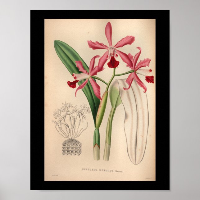 Póster Cor-de-rosa-Impressão do ventilador orquídeo 1860 (Frente)