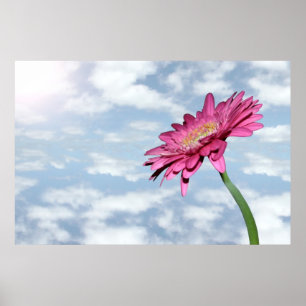 poster cor-de-rosa nebuloso do crisântemo