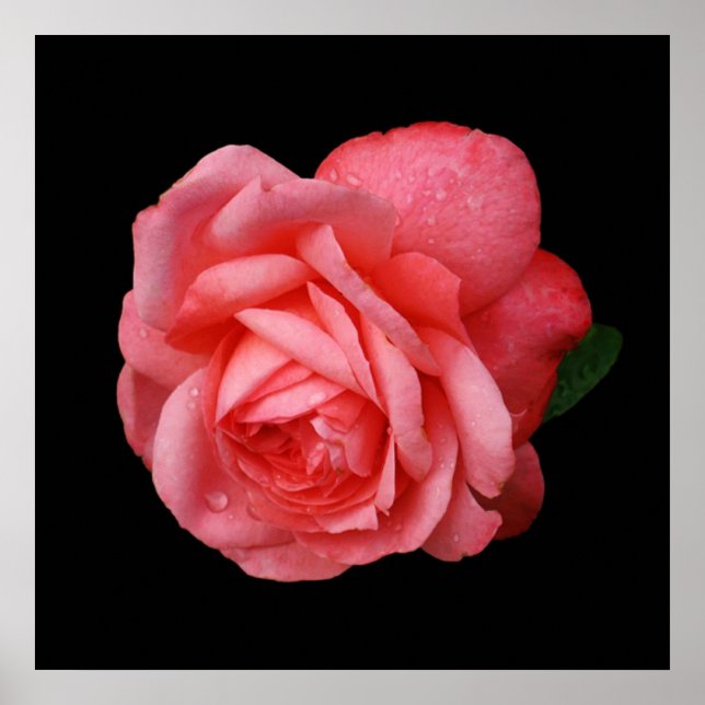 Poster Cor-de-rosa rosa sobre fundo preto (Frente)