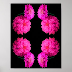 Poster Cor-de-rosa Zinnia Flor Par Abstrato