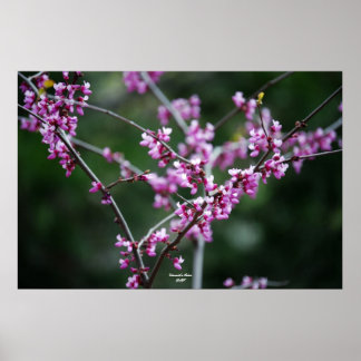 Poster Cor de Yosemite