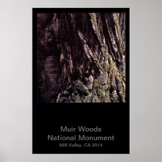 Poster Cor do Monumento Nacional de Muir Woods (Escuro)