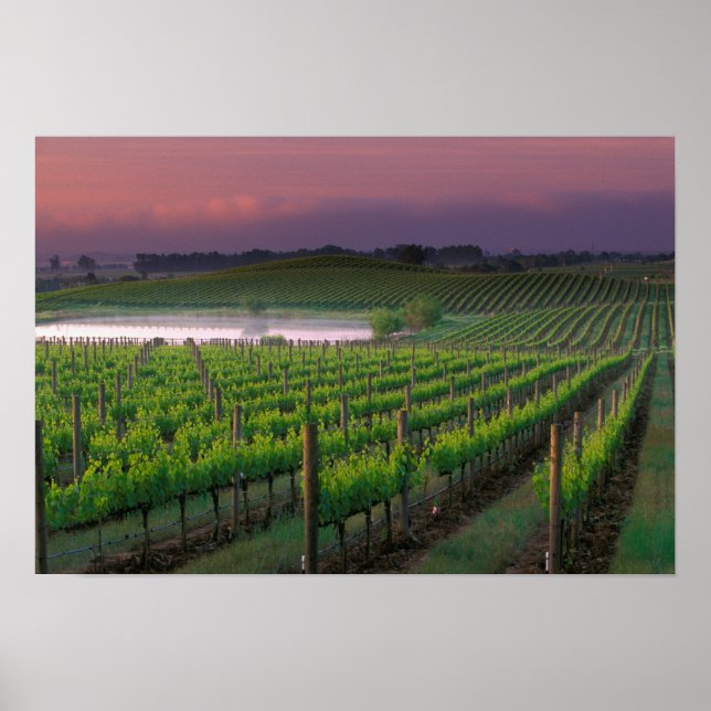 Póster Cor do nascer do sol no nevoeiro distante atrás (Frente)