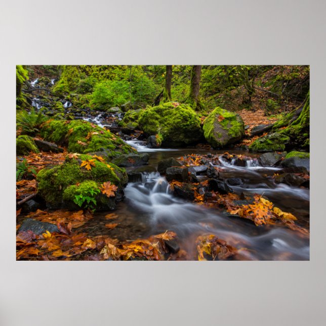 Poster Cor do outono ao longo da Starvation Creek Falls (Frente)