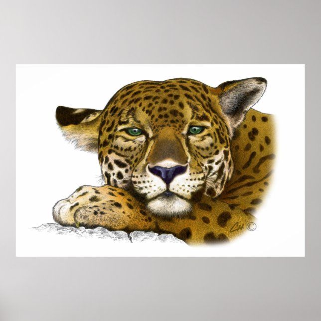 Póster Cor Jaguar (Frente)